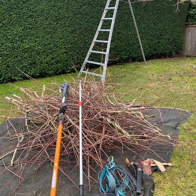 nanaimo-tree-care-pruning-11-1