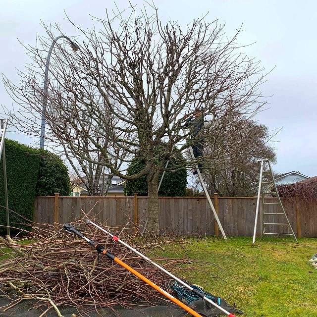 nanaimo-tree-care-pruning-12-1