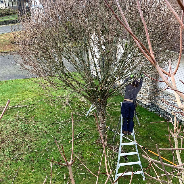 nanaimo-tree-care-pruning-13