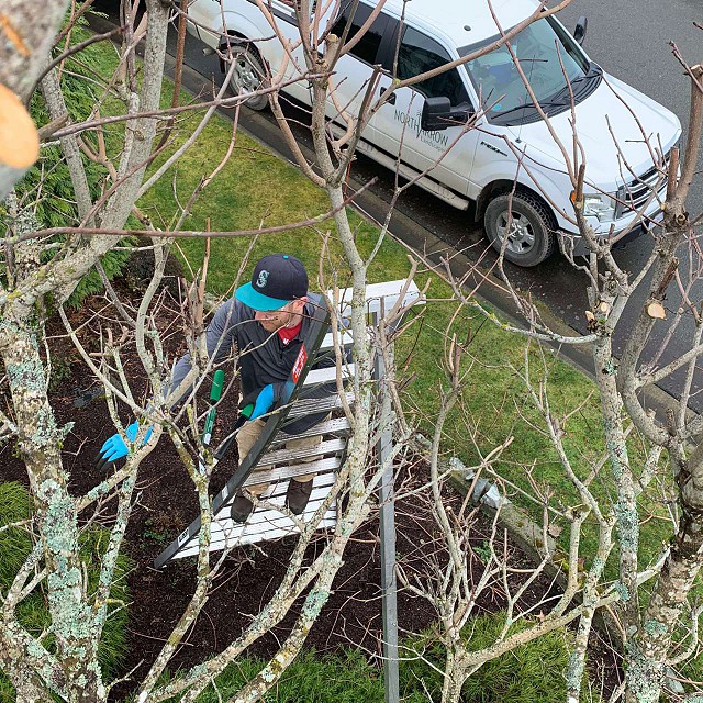 nanaimo-tree-care-pruning-14