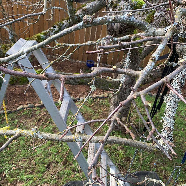 nanaimo-tree-care-pruning-15