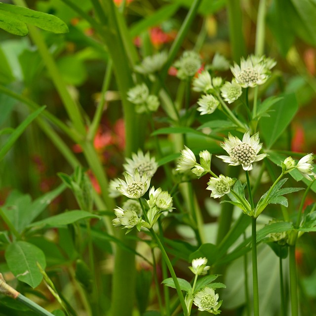 north-arrow-landscapes-nanaimo-01-2