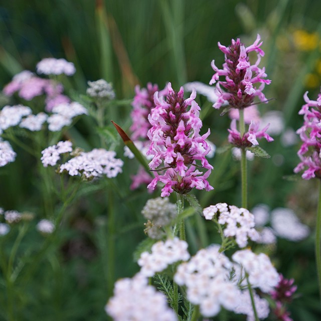 north-arrow-landscapes-nanaimo-07-1