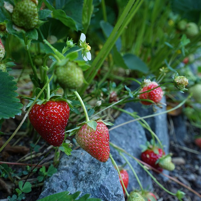 north-arrow-landscapes-nanaimo-14-1