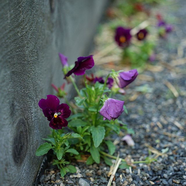 north-arrow-landscapes-nanaimo-16