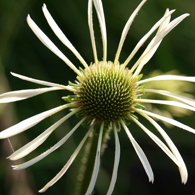 north-arrow-landscapes-nanaimo-19-1