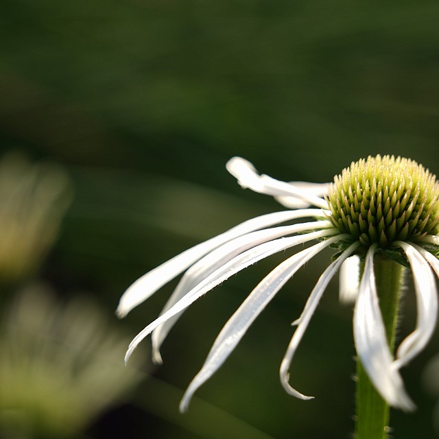 north-arrow-landscapes-nanaimo-20