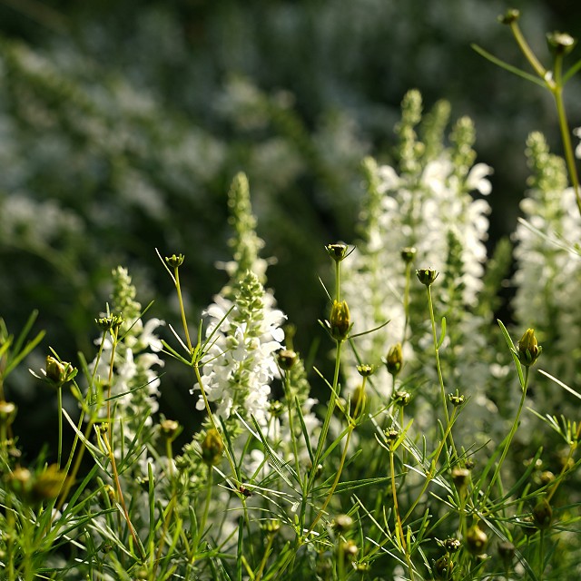 north-arrow-landscapes-nanaimo-22-2