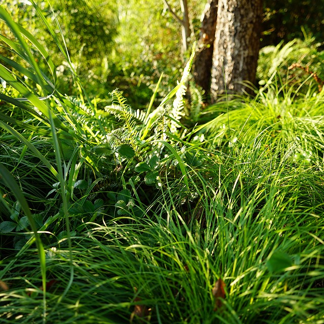 protection-island-landscaping-47