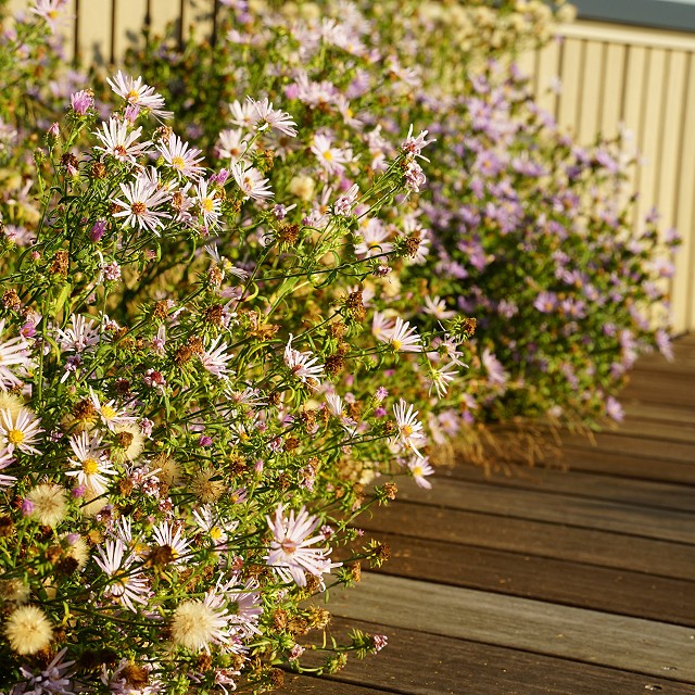 protection-island-landscaping-48