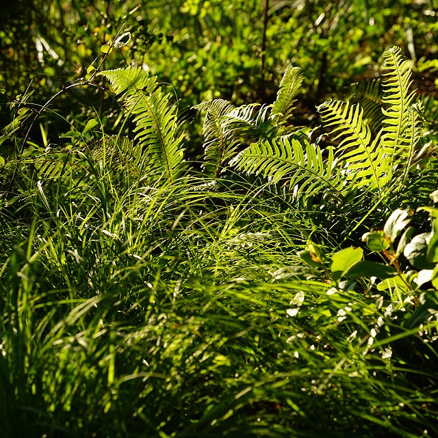 protection-island-landscaping-55