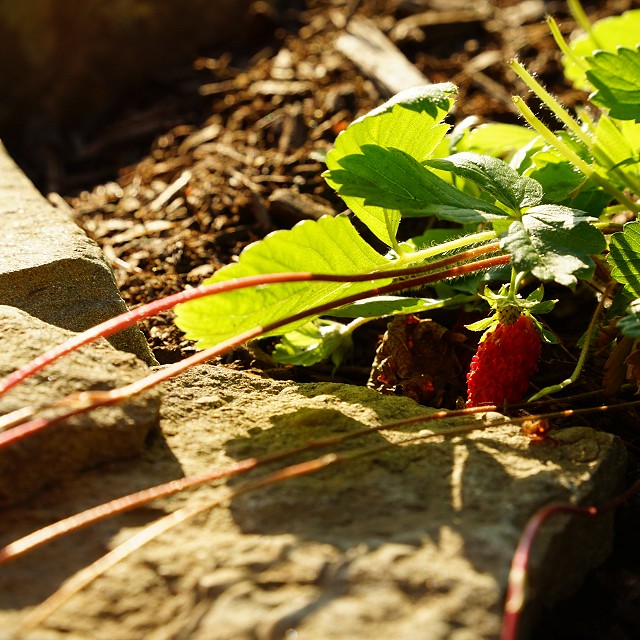 protection-island-landscaping-56