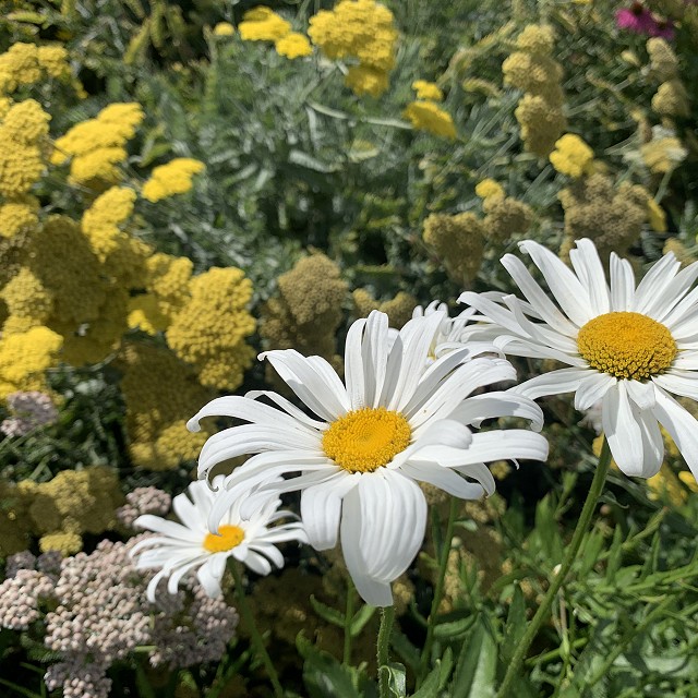 sandlewood-landscaping-33