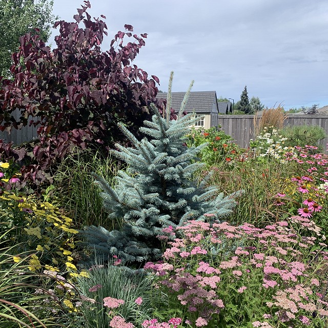 sandlewood-landscaping-35