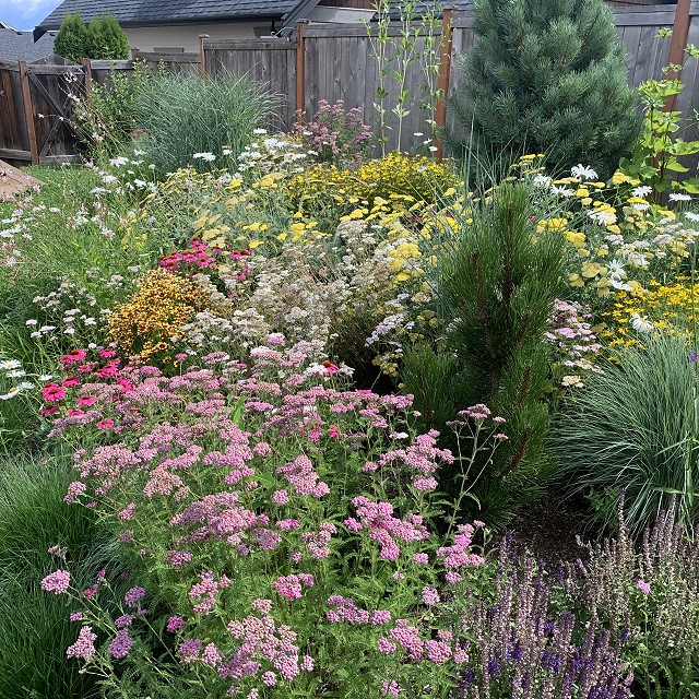 sandlewood-landscaping-39
