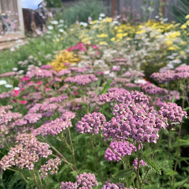 sandlewood-landscaping-40