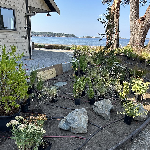 seaside-garden-nanaimo-17