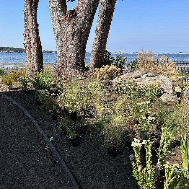 seaside-garden-nanaimo-18