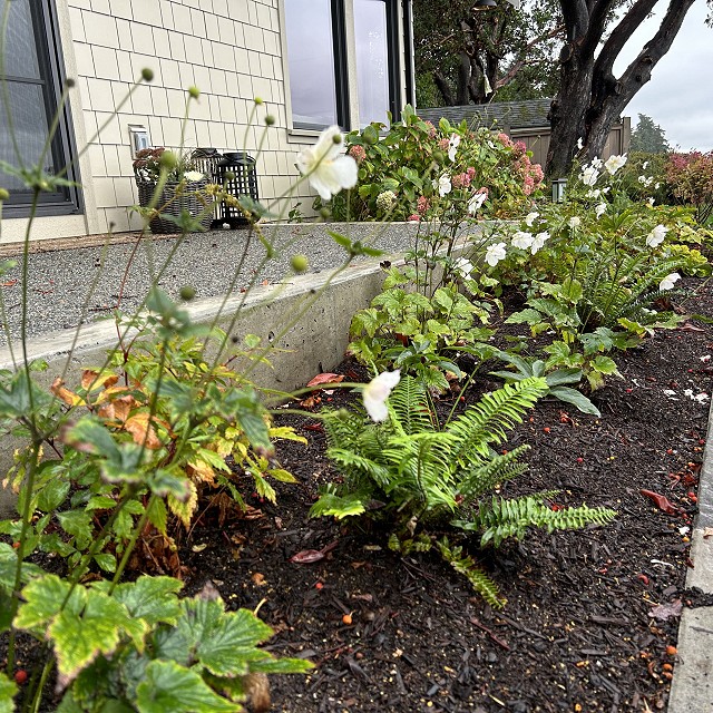 seaside-garden-nanaimo-48