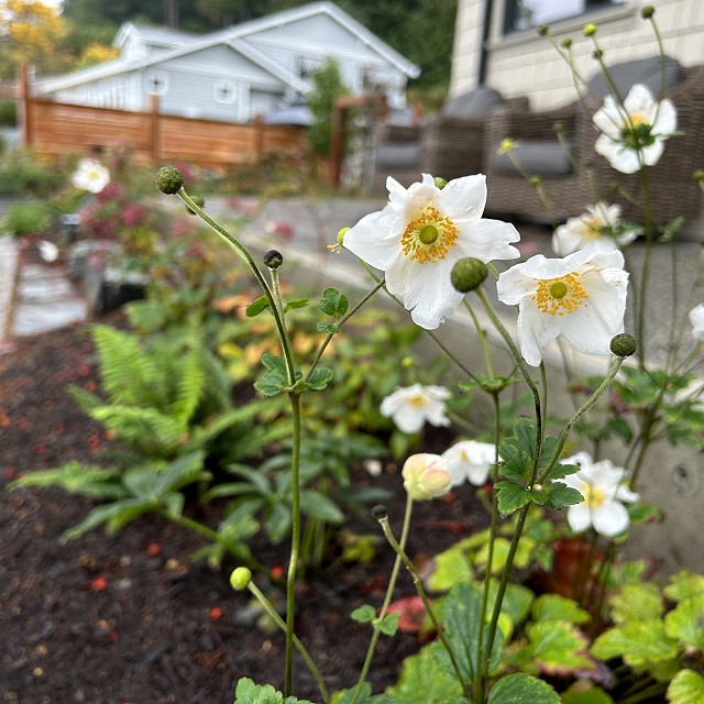 seaside-garden-nanaimo-49