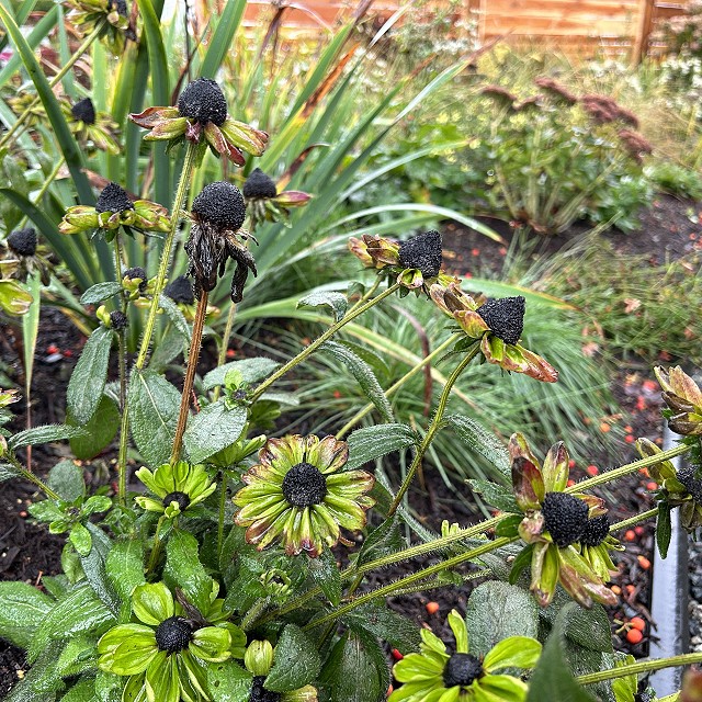 seaside-garden-nanaimo-51